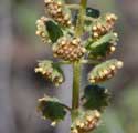 Canyon Ragweed