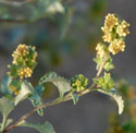 odd looking flowers if you take the effort to examine closely