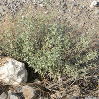 for most of year a non-discript shrub with ashy-geen appearance