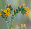 Orange Fiddleneck