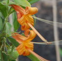 Desert Honeysuckle