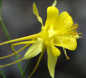 Yellow Columbine