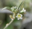 small white flower of Argythamnia