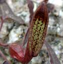 Indian Root; Pipevine