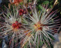 pink flowers of Arizona Sonoran Desert Fairy Duster