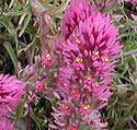 Purple Owl's Clover