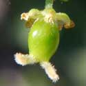 Flower of Desert Hackberry