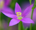 Centaury