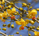 Showy yellow flowers of Blue Palo Verde