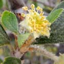 Mountain Mahogany