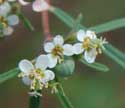 Hyssop Spurge