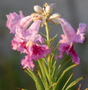 desert willow