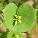 Miner's Lettuce