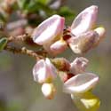 Delicate pink and yellow flowers of Coursetia