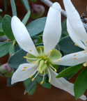 flower of Ragged Rock Flower, Crossosoma bigelovii