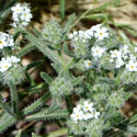 Narrow-leaf Popcorn Flower