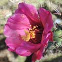 Cane Cholla