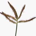 purple nut sedge