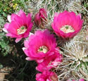 Engelmann Hedgehog Flower