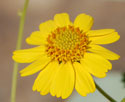 Brittlebush