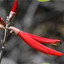 Southwestern Coralbean