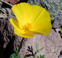 California Poppy