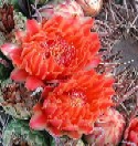 Fishhook Barrel Cactus