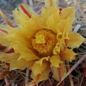 Barrel Cactus