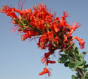 Ocotillo;Coachwhip