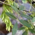 leaves and fruit of velvet ash