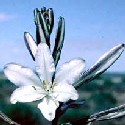 Desert Lily