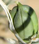 fruit of desert lily, hesperocallis undulata