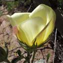 Desert Rose Mallow