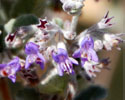 Desert Lavender