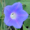 Ivy-leaf Morning-glory