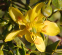 flower of creosote bush, Larrea tridentata