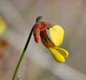 Yellow Pea flower of Acmispon (Lotus) rigidus