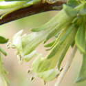 Desert Thorn Bush