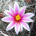 Graham's Pincushion Cactus