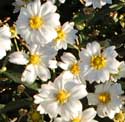 Plains Blackfoot Daisy