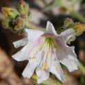 Bigelow's Four O'Clock;Desert Wishbone Bush