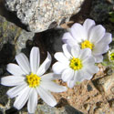 Mojave Desert Star