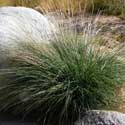 Deer Grass