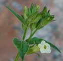 Desert Tobacco