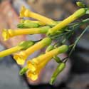 Desert Willow