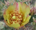 Buckhorn Cholla Flower