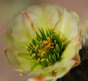 Teddy Bear Cholla;Jumping Cholla