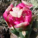 Chain-fruit Cholla