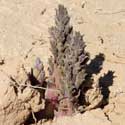 Broomrape with purple flowers