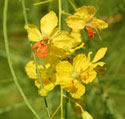 Jerusulem Thorn;Mexican Palo Verde